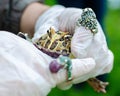 Ceratophrys ornata The Argentine horned frog Ã¢â¬Åpacman frogÃ¢â¬Â is sitting on gloved hands. Royalty Free Stock Photo